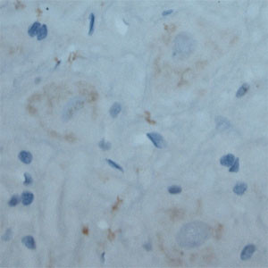 Contactin 2 Antibody in Immunohistochemistry (Paraffin) (IHC (P))