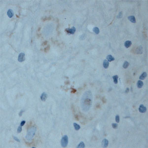 Contactin 2 Antibody in Immunohistochemistry (Paraffin) (IHC (P))