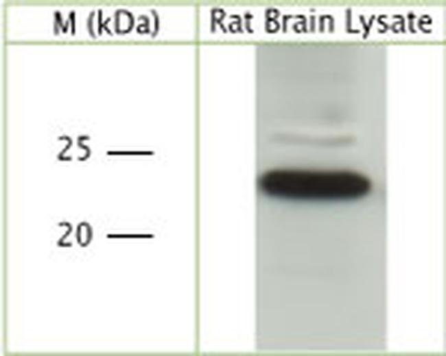 Pan RhO Antibody in Western Blot (WB)