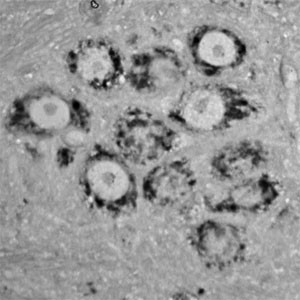 Contactin 1 Antibody in Immunohistochemistry (Paraffin) (IHC (P))