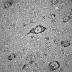 Contactin 1 Antibody in Immunohistochemistry (Paraffin) (IHC (P))