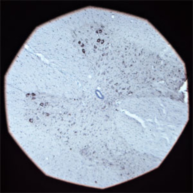 Contactin 1 Antibody in Immunohistochemistry - Free Floating (IHC (Free))