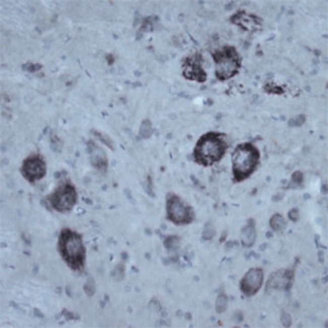 Contactin 1 Antibody in Immunohistochemistry - Free Floating (IHC (Free))