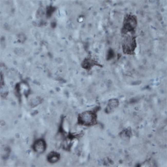 Contactin 1 Antibody in Immunohistochemistry - Free Floating (IHC (Free))