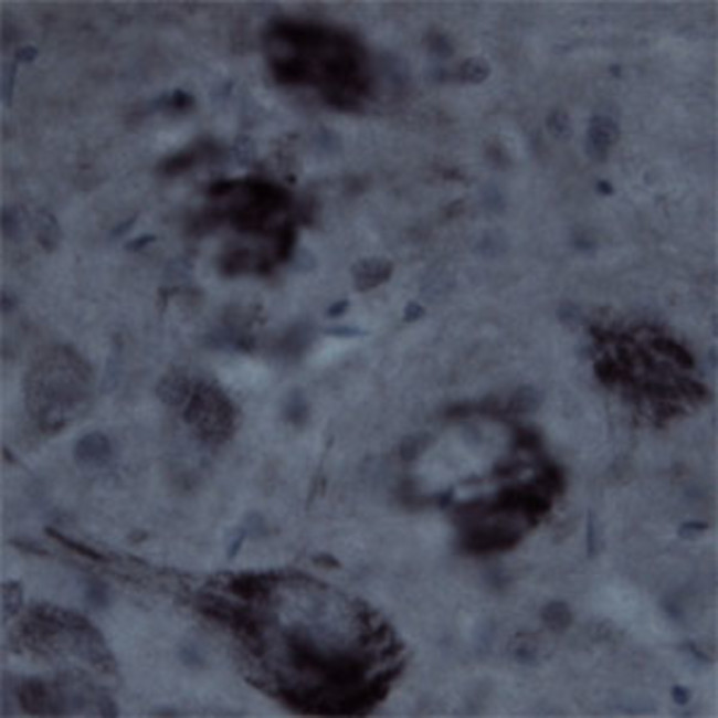 Contactin 1 Antibody in Immunohistochemistry - Free Floating (IHC (Free))