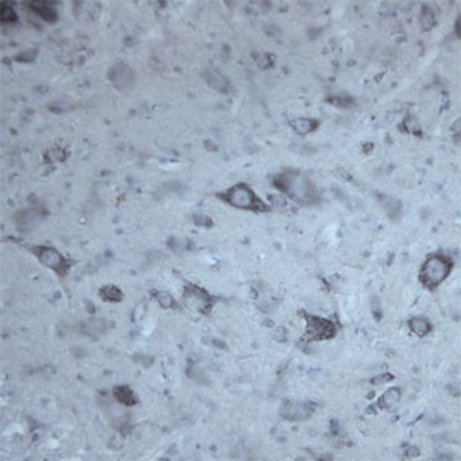 Contactin 1 Antibody in Immunohistochemistry - Free Floating (IHC (Free))