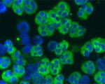 LL-37 Antibody in Immunocytochemistry (ICC/IF)