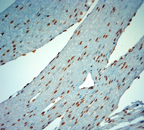 c Fos Antibody in Immunohistochemistry (Paraffin) (IHC (P))