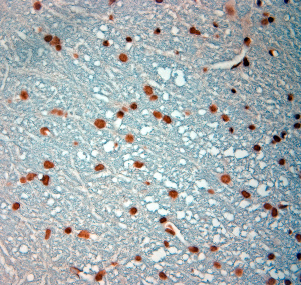 c Fos Antibody in Immunohistochemistry (Paraffin) (IHC (P))