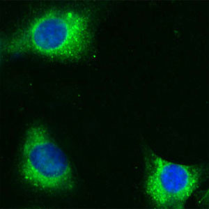 CD36 Antibody in Immunocytochemistry (ICC/IF)