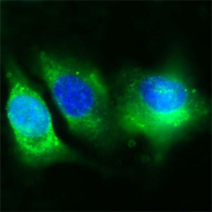 CD36 Antibody in Immunocytochemistry (ICC/IF)