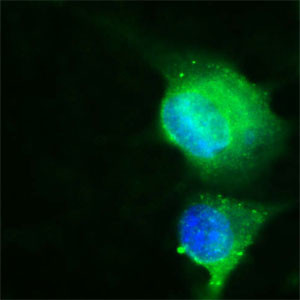 CD36 Antibody in Immunocytochemistry (ICC/IF)