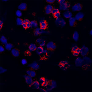 Cathelicidin Antibody in Immunocytochemistry (ICC/IF)