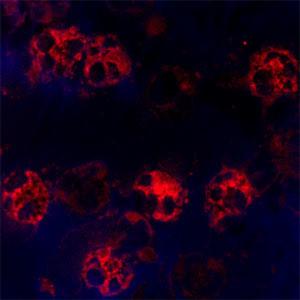 Cathelicidin Antibody in Immunocytochemistry (ICC/IF)