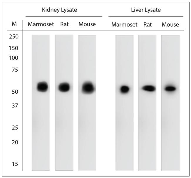 Catalase Antibody in Western Blot (WB)