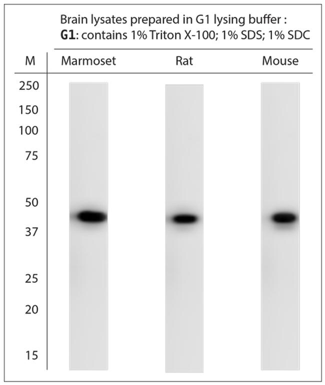 c Fos Antibody in Western Blot (WB)