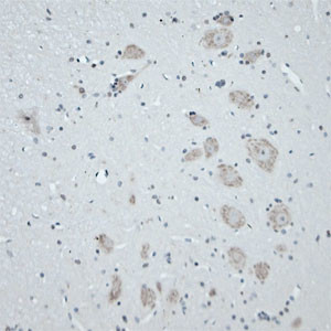 CNTNAP2 Antibody in Immunohistochemistry (Paraffin) (IHC (P))