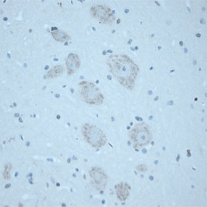 CNTNAP2 Antibody in Immunohistochemistry (Paraffin) (IHC (P))