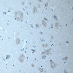 CNTNAP2 Antibody in Immunohistochemistry (Paraffin) (IHC (P))