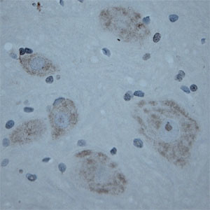 CNTNAP2 Antibody in Immunohistochemistry (Paraffin) (IHC (P))