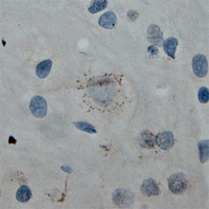 Cullin 5 Antibody in Immunohistochemistry (Paraffin) (IHC (P))