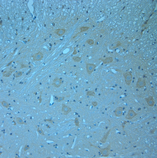 Contactin 2 Antibody in Immunohistochemistry (Paraffin) (IHC (P))