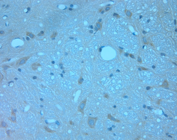 Contactin 2 Antibody in Immunohistochemistry (Paraffin) (IHC (P))