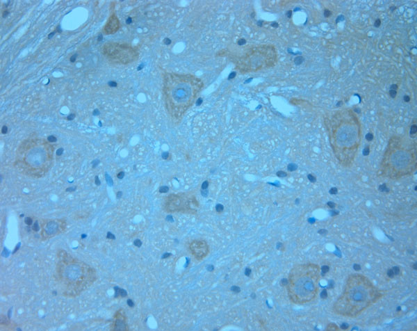 Contactin 2 Antibody in Immunohistochemistry (Paraffin) (IHC (P))