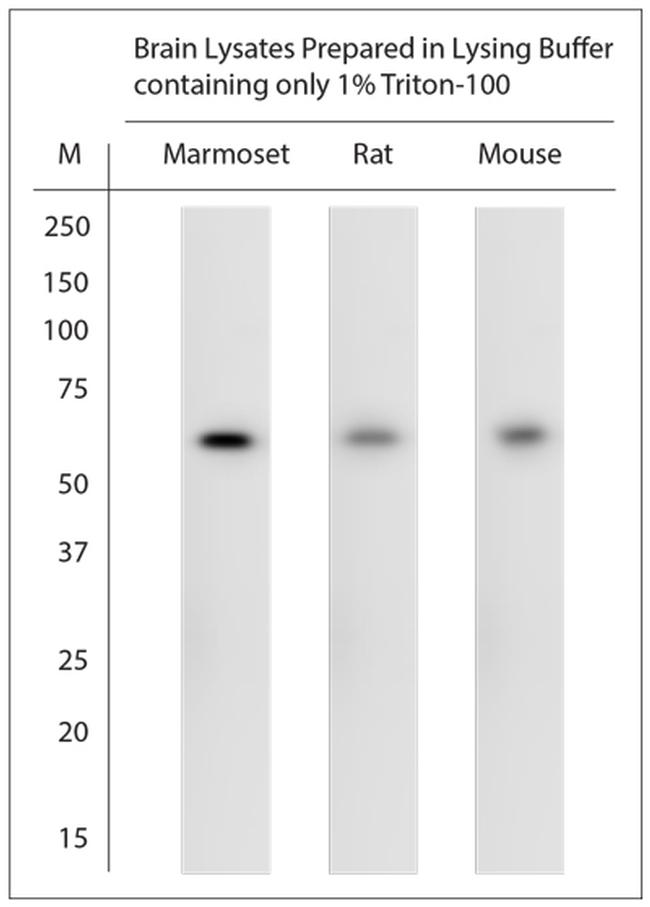 ChAT Antibody in Western Blot (WB)