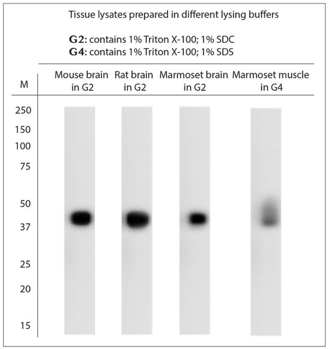 cFos Antibody in Western Blot (WB)