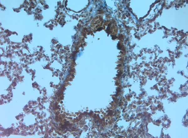 SAP97 Antibody in Immunohistochemistry (Paraffin) (IHC (P))