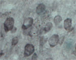 EXOC5 Antibody in Immunohistochemistry (IHC)