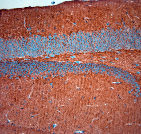 SLC1A2 Antibody in Immunohistochemistry (Paraffin) (IHC (P))