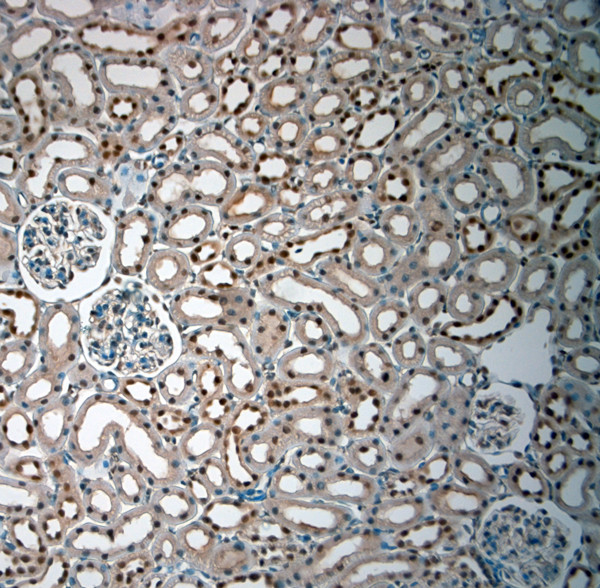 Bif-1 Antibody in Immunohistochemistry (Paraffin) (IHC (P))