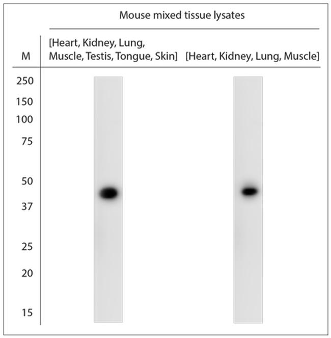 Bif-1 Antibody in Western Blot (WB)