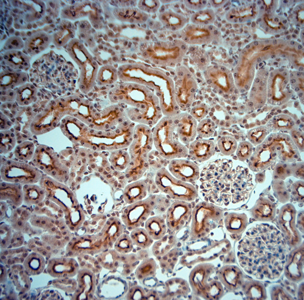 Fibrillarin Antibody in Immunohistochemistry (Paraffin) (IHC (P))