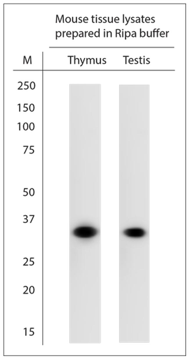 Fibrillarin Antibody in Western Blot (WB)