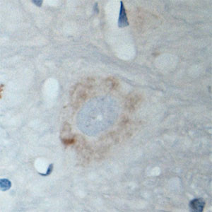 GABARAP Antibody in Immunohistochemistry (Paraffin) (IHC (P))