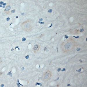 GABARAP Antibody in Immunohistochemistry (Paraffin) (IHC (P))