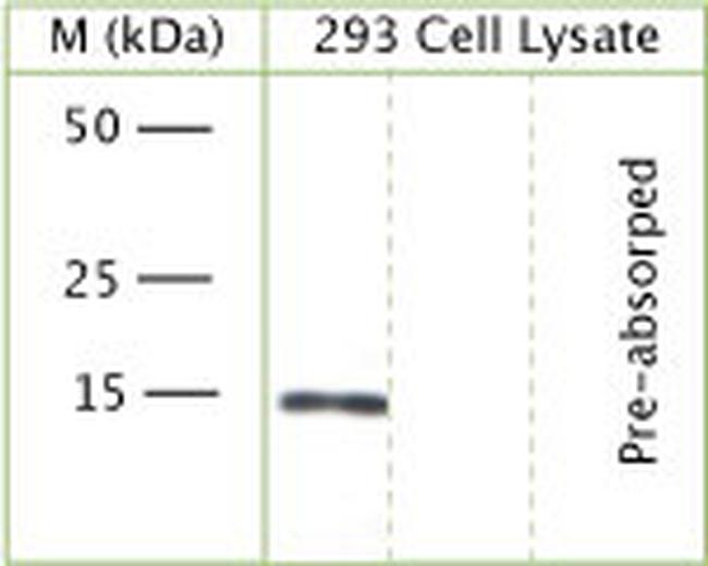 GABARAP Antibody in Western Blot (WB)