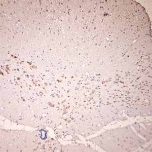 GLUR6 Antibody in Immunohistochemistry (Paraffin) (IHC (P))