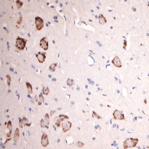 GLUR6 Antibody in Immunohistochemistry (Paraffin) (IHC (P))