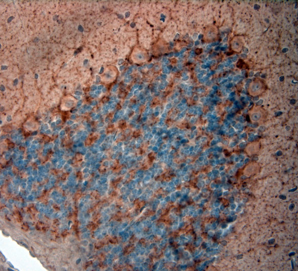 GAD65, 67 Antibody in Immunohistochemistry (Paraffin) (IHC (P))