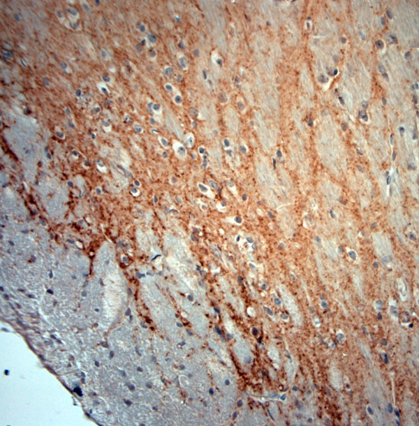 GAD65, 67 Antibody in Immunohistochemistry (Paraffin) (IHC (P))