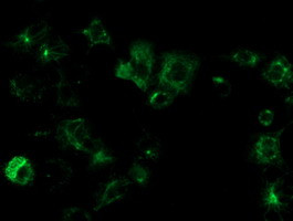 OSGEP Antibody in Immunocytochemistry (ICC/IF)