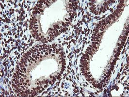 OSGEP Antibody in Immunohistochemistry (Paraffin) (IHC (P))