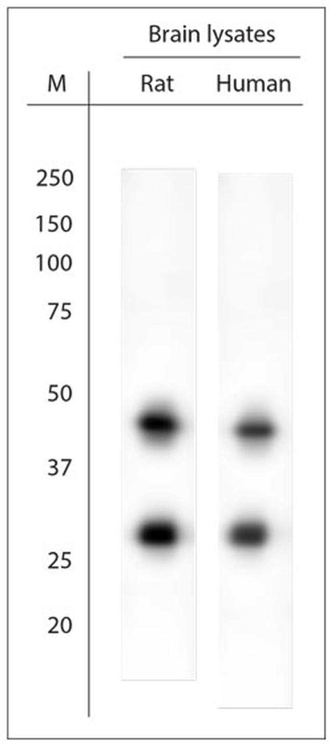 HOMER1 Antibody in Western Blot (WB)