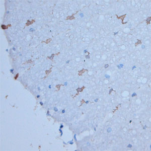 HPCA Antibody in Immunohistochemistry (Paraffin) (IHC (P))