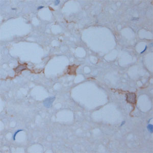 HPCA Antibody in Immunohistochemistry (Paraffin) (IHC (P))