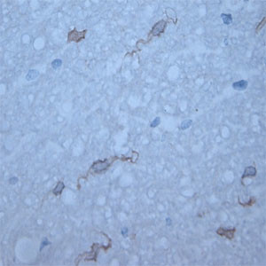 HPCA Antibody in Immunohistochemistry (Paraffin) (IHC (P))